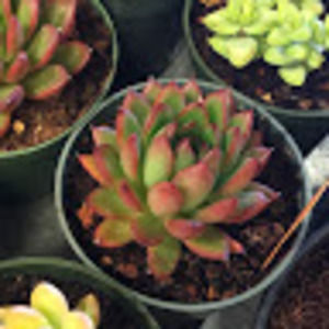 Meet your Posher, Ying